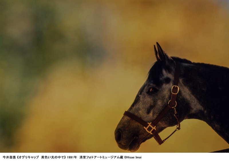 今井壽惠《オグリキャップ　黄色い光の中で》1991年 清里フォトアートミュージアム蔵 ©Hisae Imai