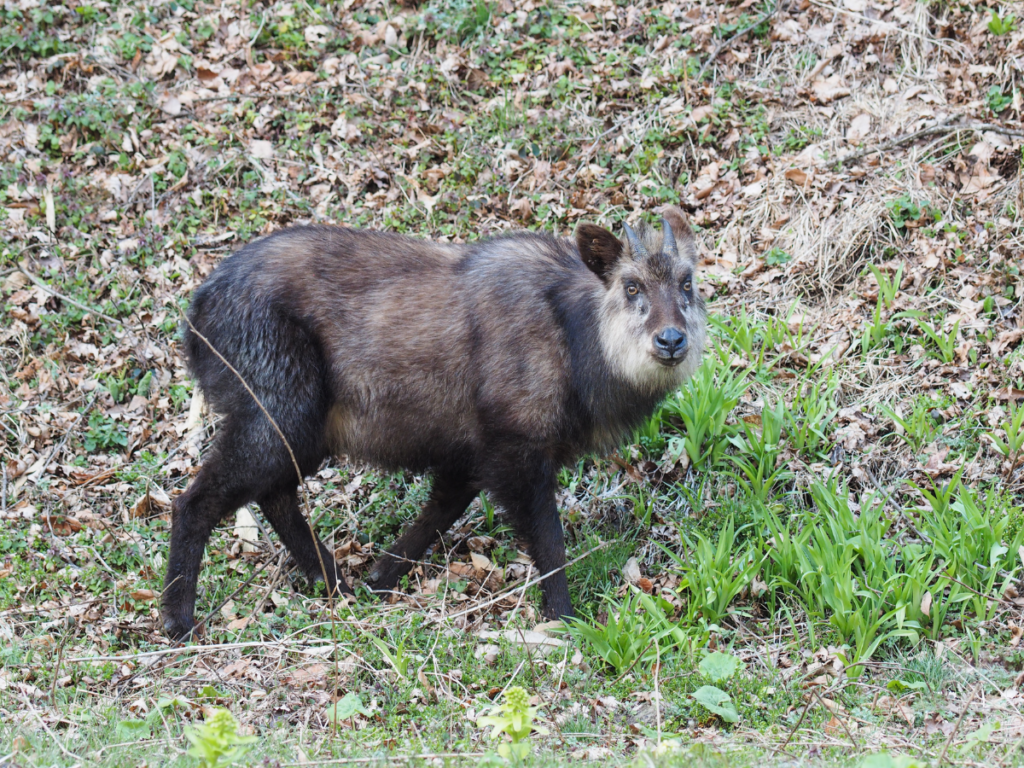 野山を歩くカモシカの画像