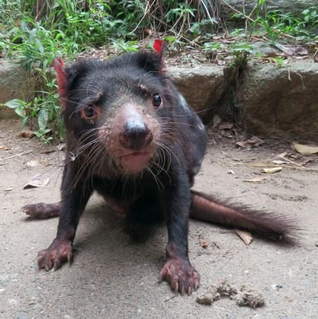 タスマニアデビルの「テイマー」＝８月、東京都日野市の多摩動物公園「テイマー」多摩動物公園2023年8月（公益財団法人東京動物園協会提供）