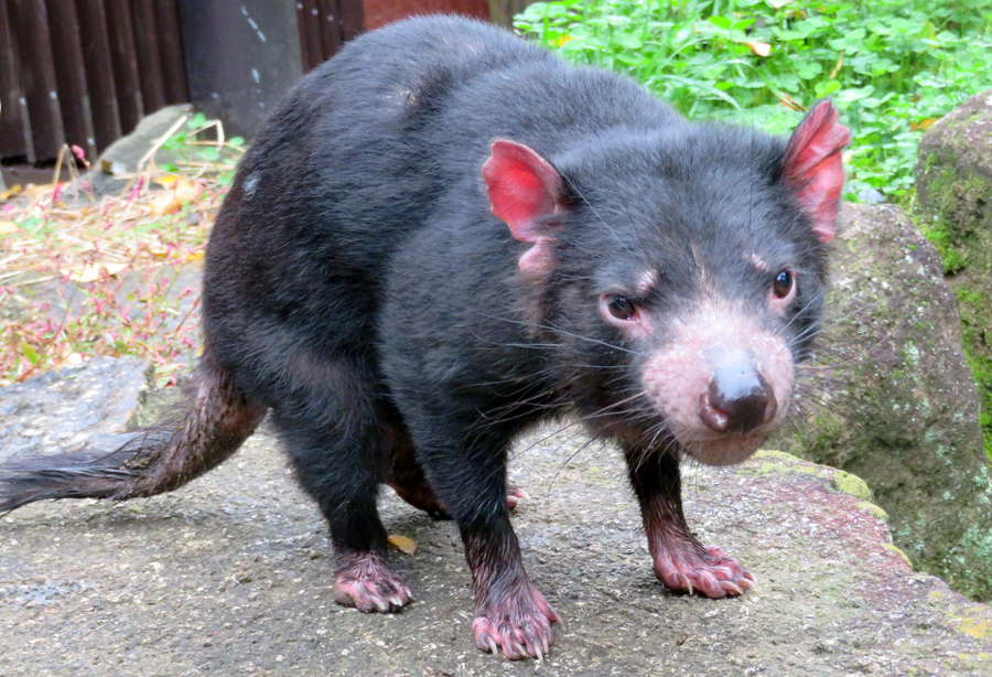 マルジューナ（多摩動物公園2017年11月8日撮影）