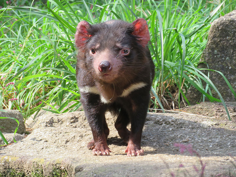 メイディーナ（多摩動物公園2018年10月17日撮影)