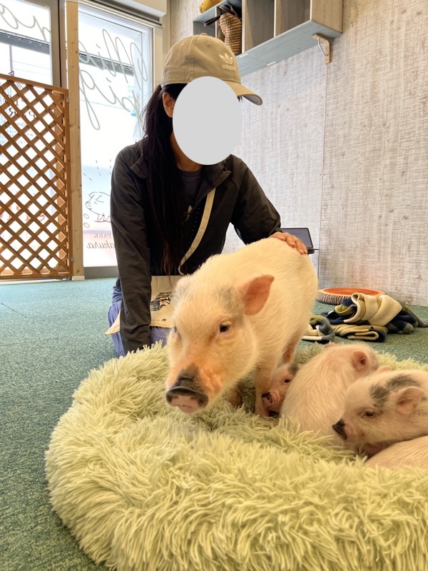 ブタと人間は共通の病気があるから気をつけよう(鎌倉PIGPARK)楽しげに