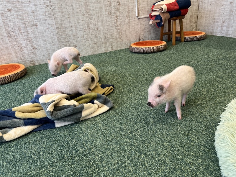 楽しげに遊ぶマイクロブタ(鎌倉PIGPARK)楽しげに