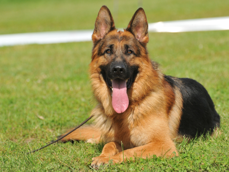 警察犬・軍用犬に向くとされるジャーマン・シェパード・ドッグ