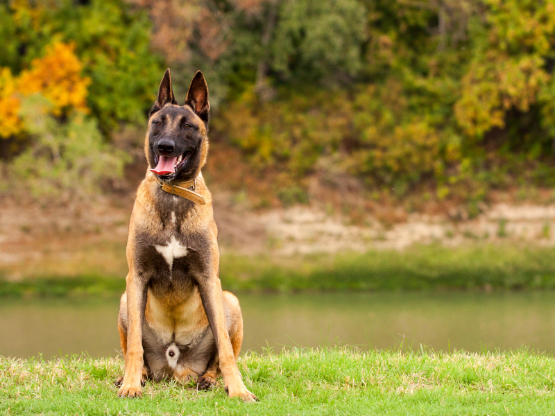 警備犬に採用されているベルジアン・シェパード・ドッグ・マリノア