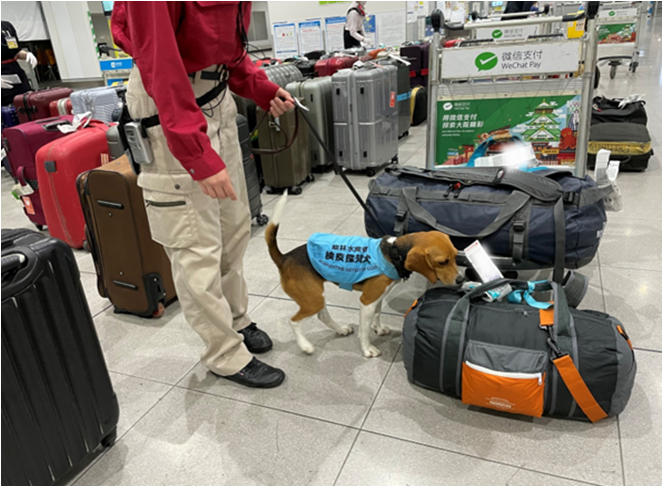 動植物検疫探知犬6お仕事の様子