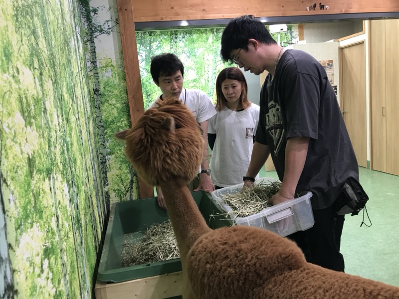 神楽坂アルパカふれあいランドで飼育体験