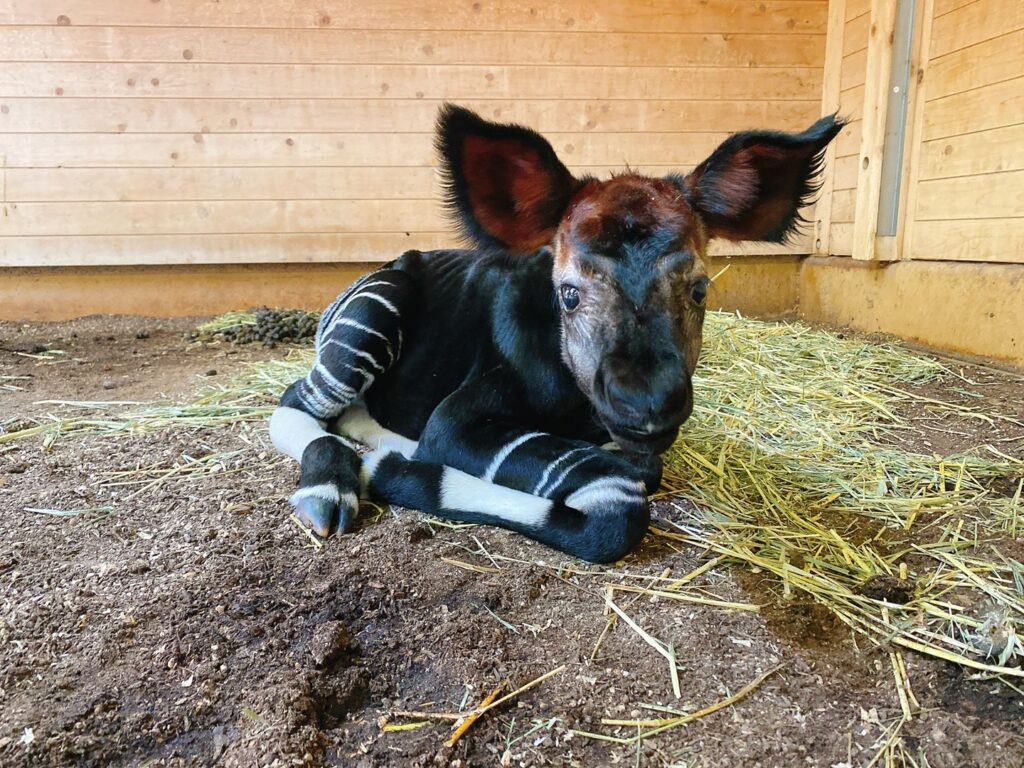 横浜ズーラシアのオカピ赤ちゃん