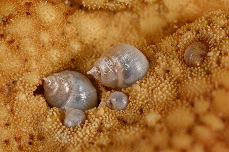 メオトヤドリニナ（写真：国立科学博物館）