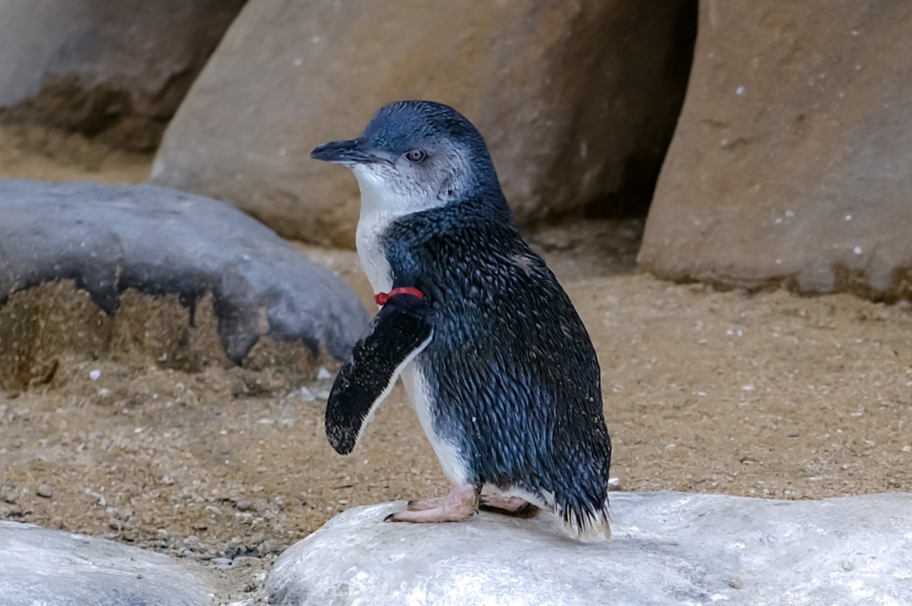 フェアリーペンギン